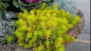 Sedum rupestre 'Angelina'