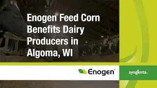 Enogen Feed Corn Benefits Dairy Producers in Algoma, WI