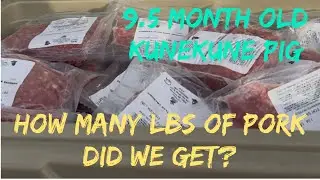 Pork Haul From Our KuneKune Pig @ 9 1/2 months old | How much meat did we get? #pork #farmlife 