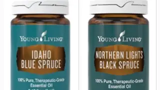 Blue Spruce & Black Spruce Essential Oil   What's the Difference?