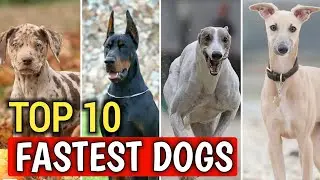 Top 10 Fastest Dog Breeds in the world 🌍