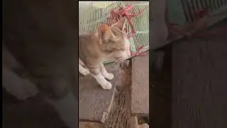 rural kittens crying 😢 😭 #shorts #shortvideo EpEp84