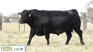Lot 38 V67