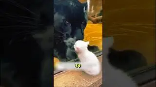 Este gato cay&oacute; dentro de la jaula de las panteras&hellip; #emotional #animals