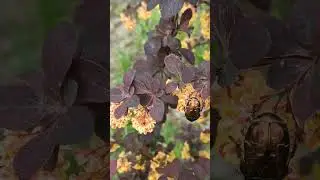 Любимое место жуков #психологонлайн #психология