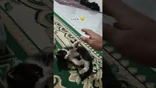 actually active cats. #viral #cat #foryou #shorts