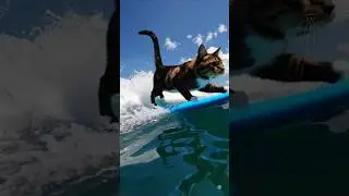 Surfing Kitten &ndash; Catching Waves in Style! 🌊🐾🏄&zwj;♂️ #cat #surfing