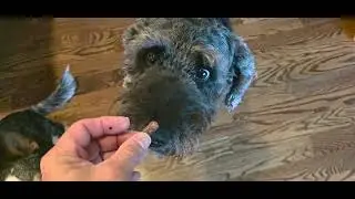 Review Freeze Dried Raw Dog Food Premium Turkey n Salmon Flavor w High Protein n Grain Free Dog Food