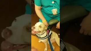 IncrediBullStella - Stella the Pit Bull - making hospital rounds