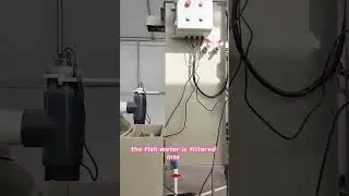 🌱🐟 Aquaponics: Grow More with Nature&rsquo;s Perfect Balance