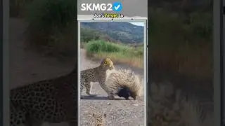 leopard vs hedgehog #shorts #shortsfeed #animalattacks #wildlife #predator #viralshorts #trending