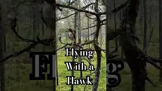 Flying with a hawk in southern Georgia. The wonders of the longleaf pine ecosystem never cease!