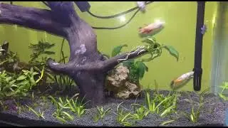 Betta Sorority | Female betta aquarium #bettafish #aquarium #femalebetta #fish #plantedtank #relax 