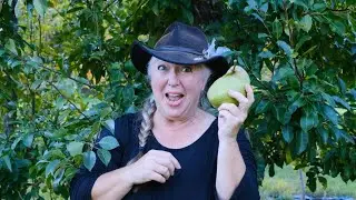 Raintree Nursery Fruit Feature: Butt Perry Pear!