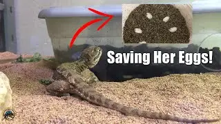 How We Were Able ​to Save Some Rankin's Dragon Eggs After They Were Laid in the Tank! 🥚🌞