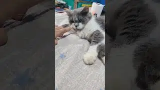 ashley's lambing mode 😍 #kucing