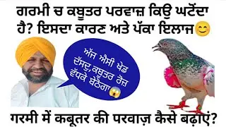 ਗਰਮੀ ਚ ਕਬੂਤਰ ਦੀ ਉਡਾਨ ਕਿਵੇਂ ਵਧਾਈਏ? Best Parwazi Nuksa👌 || @pigeonunpluged
