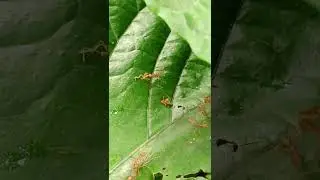 weaver ant colonies battle it out #insects #ants #antscanada