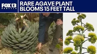 Rare agave plant blooms in WA after 17 years