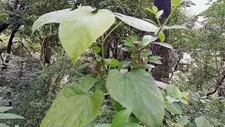 #Plant name_गिलोय (Local name), Scientific name_Tinospora cordifolia#