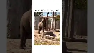 See this elephant's abstract art 😯Have a good day. Subscribe for more.