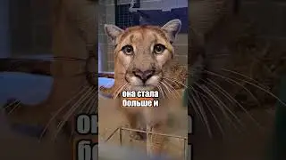 Невероятная дружба львицы и пса 😍🥹 #милыеживотные #животные