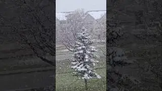 Do Cats Dream of Electric Snow? #cat #cats #catshorts