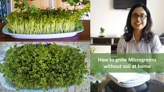 How to grow Microgreens at home without soil :: Microgreens growing without soil
