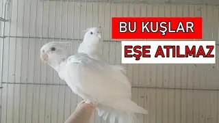 HANGİ KUŞLAR YAVRU VERMEZ?