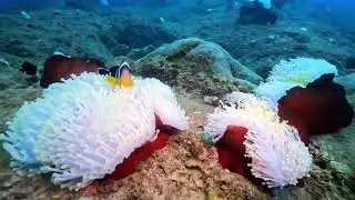 Rempart Serpent + Aquarium