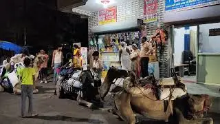 Camel 🐪🐫 A Desert 🏜️ 🏝️ Animal : Men force them to work in cities| Why?