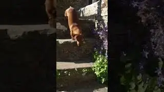 You expect me to get down these?  #dachshund #miniaturedachshunds #steps