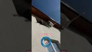 Discuție demla balcon cu nea  bebe! #neabebe #acsmihaivoda