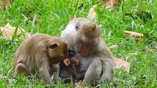 Monkey Life Cycle | BABY Just BORN one DAY