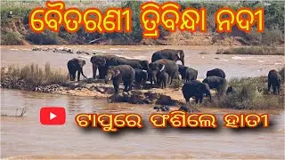 ତ୍ରିବିନ୍ଧା ବୈତରଣୀ ନଦୀ ଟାପୁରେ # ପଲୁଆ ହାତୀ ର ଦୃଶ୍ୟ #odisha keonjhar @vlogging master kshetrabasi 