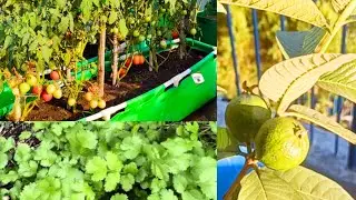 Vegetable terrace garden tour / new season vegetable garden #gardening #terracegarden #plantsofindia