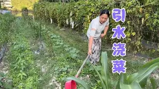 天气干旱阿亮引水来浇菜，萝卜苗水水嫩嫩，喊话朋友们来吃百香果