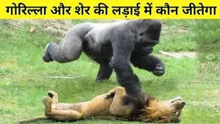 Who would win in a fight between a gorilla and a lion? Lion vs Gorilla fight in Hindi