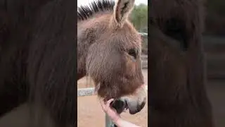Why Mules Are Stronger Than Horses? #horse #mule #donkey