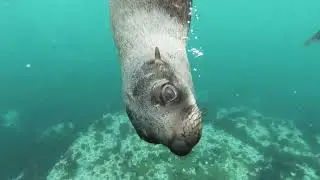 Ultimate Wild Animals Collection in 4K