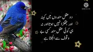 New amazing quotes | Couple best quotes  |Urdu hindi best quotes for couple love @Viralquotes