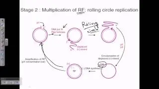 M13 phage genome replication