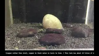 Shrimp Tank livestream