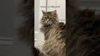 Yes ❤️ #cat #cute #fluffy #meow #tabbycat #kitty
