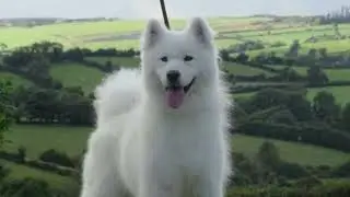 Kennel Club registered Samoyed puppies in Northern Ireland - find on Dogsni.love