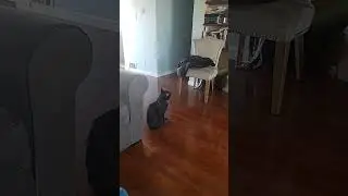 Panther watching puss and boots