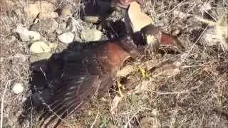 Harris Hawk Stoops Jack Rabbit 6 Times