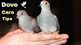 Diamond Dove Care Tips | Diamond Dove Breeding Age | Diamond Dove Breeding Tips