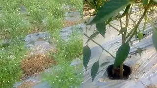 Mulching in Agriculture||Mulching use in chilli farming