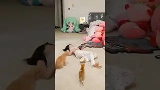 Emiru Pretends to Die to See How Her Cats React